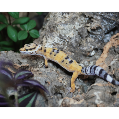 Leopardgecko