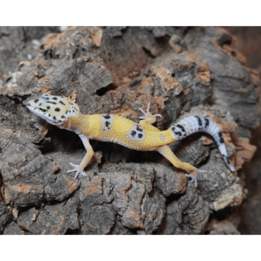 Leopardgecko