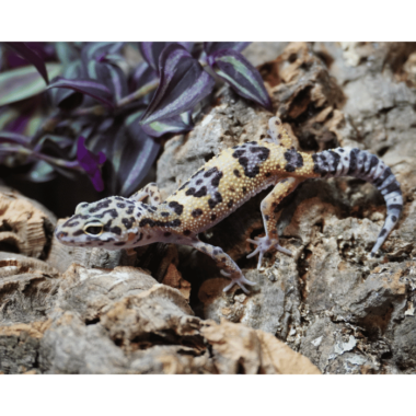 Leopardgecko