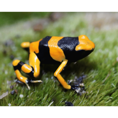 Dendrobates Leucomelas