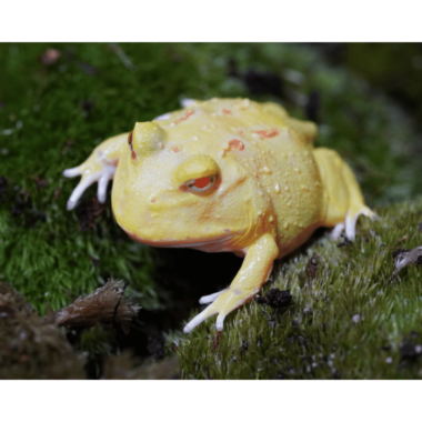 Pikachu Schmuckhornfrosch