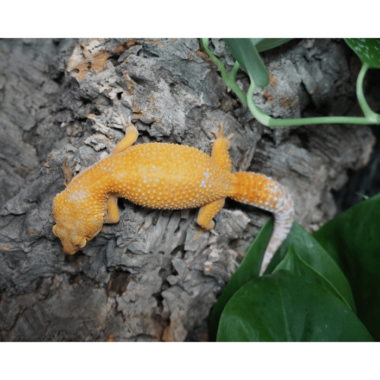 Sunglow gecko